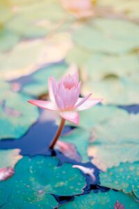 Photo by Saffu close up photo of water lily flower